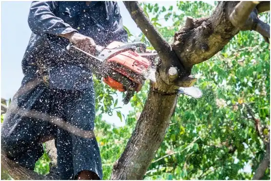 tree services South Shaftsbury